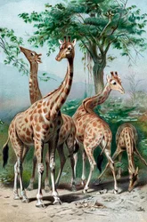 Giraffen beim Weiden, ca. 1885