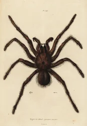 Goliath-Vogelspinne, Theraphosa blondi