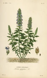 Große Blaue Lobelie