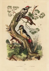 Buntspecht, Dendrocopos major, und Kleinspecht, Dryobates minor