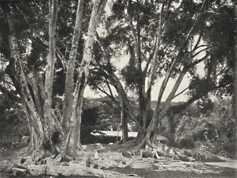 Gummibäume Ficus elastica, 1926