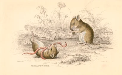 Erntemaus Micromys minutus der Alten Welt, 1828