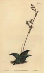 Haworthia venosa (Gekrümmte Aloe, Aloe recurva)