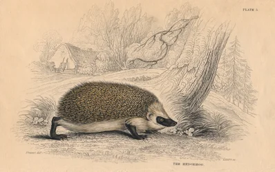 Igel Erinaceus europaeus, 1828