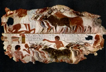 Rinderherden aus der Zeit der 18. Dynastie, Ägypten, ca. 1400 v. Chr., 1936