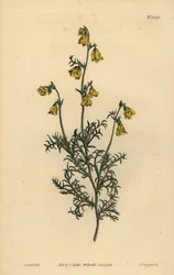 Hermannia confusa (Feinblättrige Hermannia)