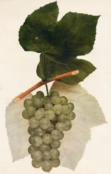Hidalgo, 1908
