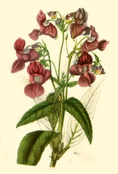 Himalaya-Balsam: Impatiens Glandulifera, 1840, 1944