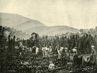 Hopfenernte in Tasmanien, 1901