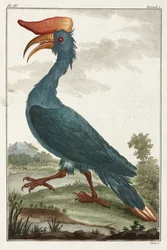 Nashornvogel