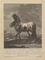 Pferd