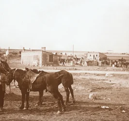 Pferde, Somme-Tourbe, Nordfrankreich, ca. 1914-ca. 1918