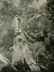 Wie sind die Mächtigen gefallen, 1901