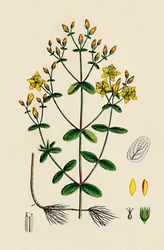 Hypericum Boeticum. Gewelltes Johanniskraut, 19. Jahrhundert