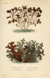 Isländisches Moos, Cetraria islandica, und Lungenflechte, Lobaria pulmonaria