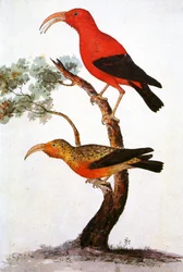 Illustration/Iiwi/Scharlachroter Honigfresser/Scharlachroter Hawaiianischer Honigfresser