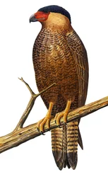 Illustration von Polyborus lutosus, Quelili, Caracara de Guadalupe, Guadalupe Caracara
