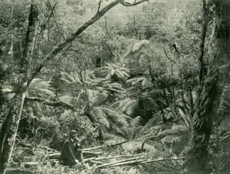 In den Dandenong Ranges, 1901