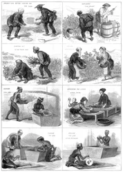 Japanische Teeproduktion, 1874