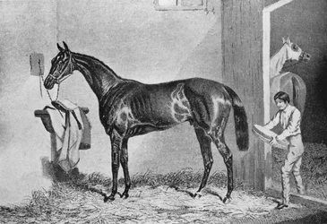 Joe Miller, 19. Jahrhundert, 1911