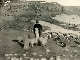 Joyce und die Hunde in der Pinguinkolonie, um 1908, 1909