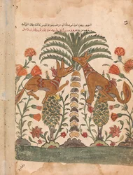 Kalila tadelt Dimna, Folio aus einem Kalila wa Dimna, 18. Jahrhundert