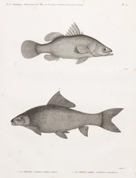 La Perche Latous & Le Cyprin Lebis