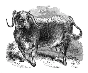 Lancashire-Ochse, Exemplar der langhornigen Rassen, 1848