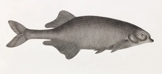 Le Mormyre de Salheyeh