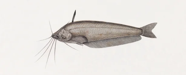 Der Silure Oudnei (Nahaufnahme)
