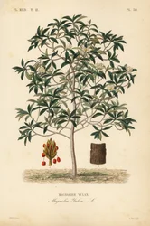 Lilienbaum oder Yulan-Magnolie