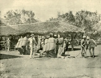Kamele beladen, auf einer australischen Station, 1901