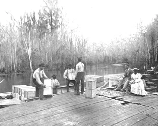 Orangenverladung am Ocklawaha River, Florida, USA, ca. 1900