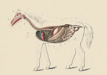 Längsschnitt des Pferdes, um 1879