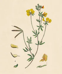 Lotus tenius. Schlanker Hornklee, 19. Jahrhundert