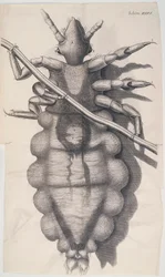 Laus, die an einem menschlichen Haar hängt, in Hookes Micrographia, 1665