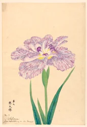 Liebe, die über ihren Gefährten meditiert (Sofuren), Nr. 7, ca. 1910