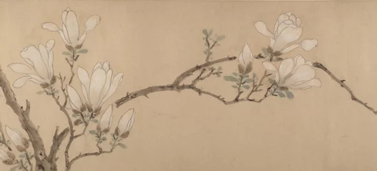 Magnolie (datiert 1549)
