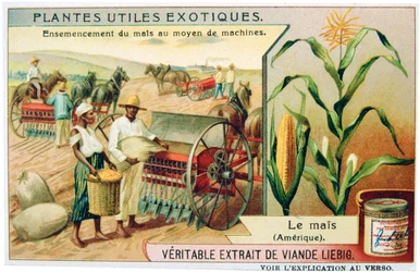Mais, ca. 1900