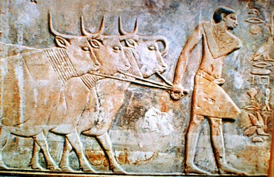 Mann führt Rinder, Wandrelief aus dem Grab von Ptahhotep, Saqqara, Ägypten, 24. Jahrhundert v. Chr.