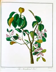 Manicheelbaum Hippomane mancinella oder Gift-Guave, um 1795