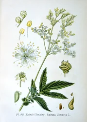 Mädesüß, 1893