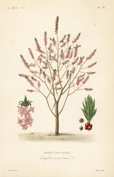 Seidelbast oder Kellerhals, Daphne mezereum, Echter Seidelbast
