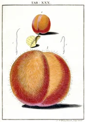 Mikroskopie