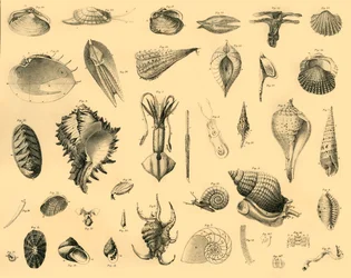 Mollusken, ca. 1910