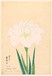 Mond der frostigen Nacht (Shimoyo no Tsuki), Nr. 38, ca. 1910