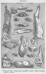 Lammfleisch, 1907