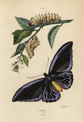 Nördlicher Vogelflügler, Ornithoptera priamus urvillianus 1, und Puppe und Larve des Gemeinen Vogelflüglers, Troides helena