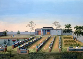 Baumschule, China, um 1820-1840