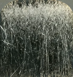 Haferanbau, Pennsylvania, USA, 1903
